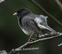 Junco ardoisé