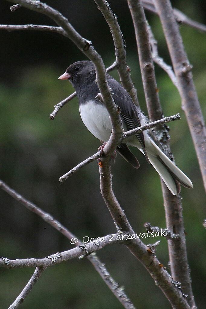 Junco ardoiséadulte