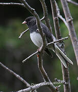 Dark-eyed Junco