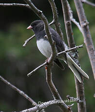 Junco ardoisé