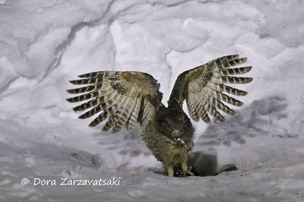 Blakiston's Fish Owl