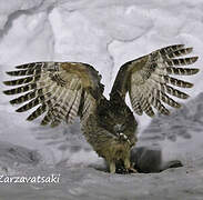 Blakiston's Fish Owl