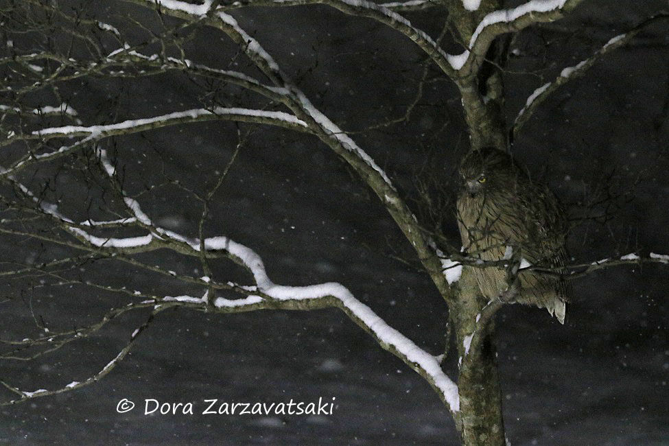 Blakiston's Fish Owl