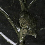 Blakiston's Fish Owl