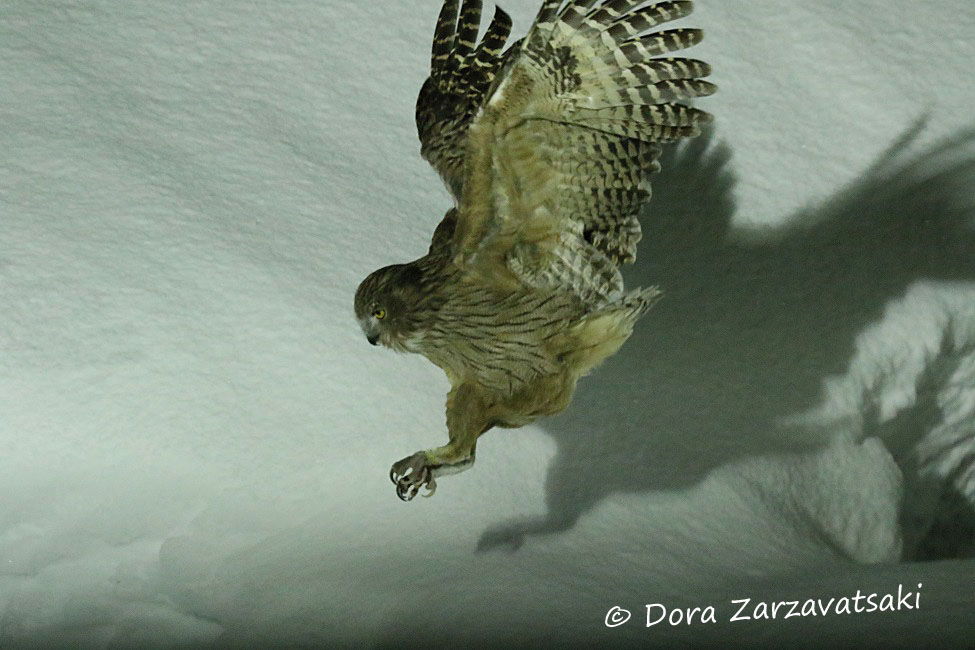 Blakiston's Fish Owl