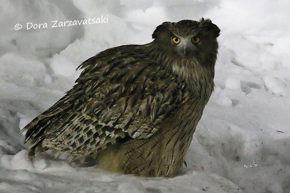 Blakiston's Fish Owl