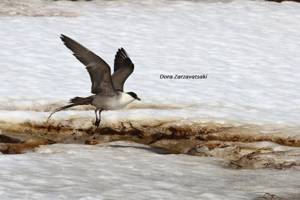 Long-tailed Jaegeradult