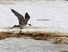 Long-tailed Jaeger