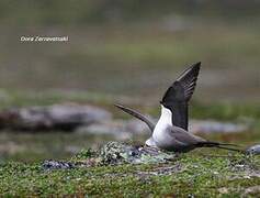 Long-tailed Jaeger