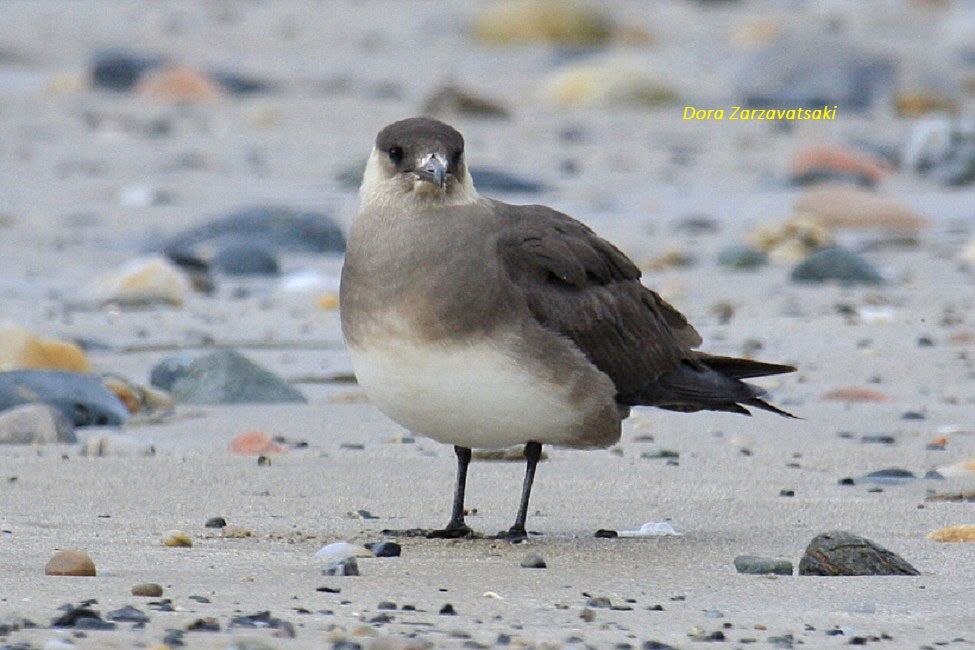 Parasitic Jaeger