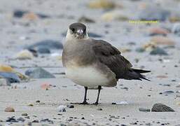 Parasitic Jaeger