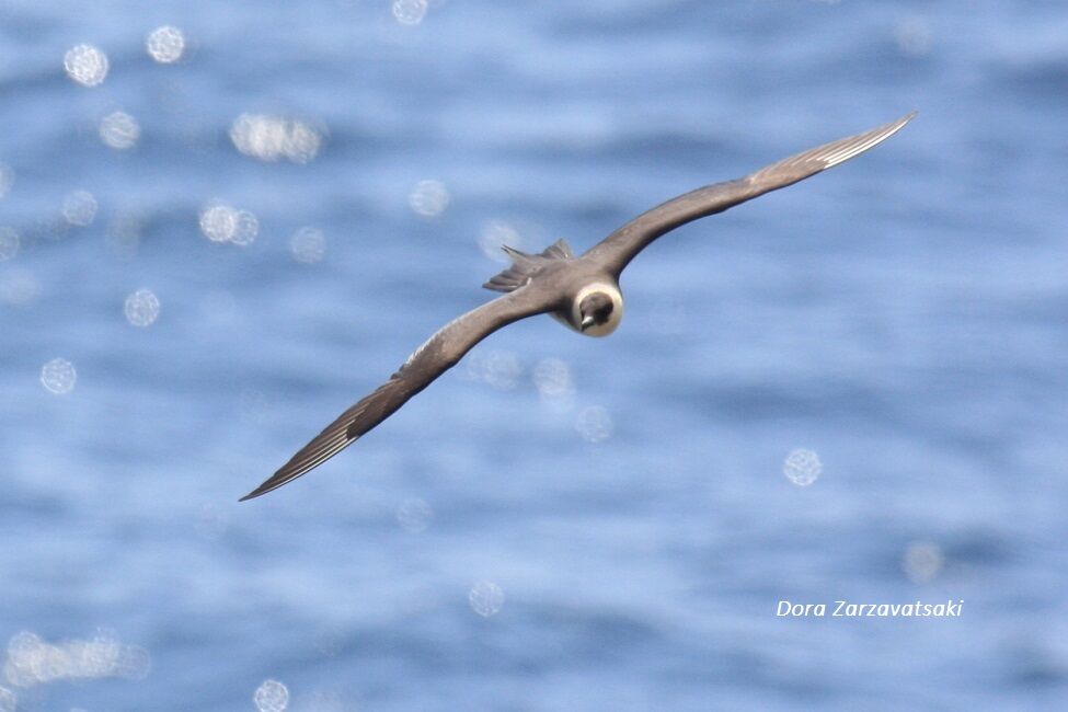 Parasitic Jaeger