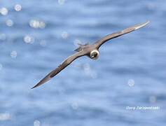 Parasitic Jaeger