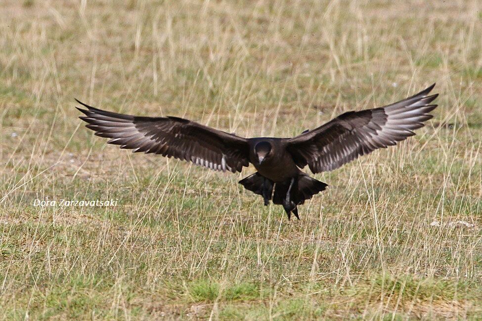 Parasitic Jaeger