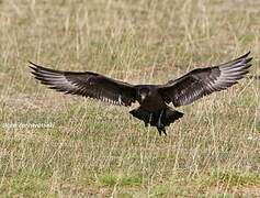 Parasitic Jaeger