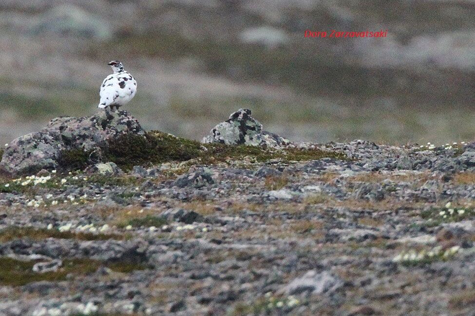 Rock Ptarmigan