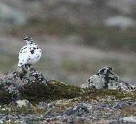 Rock Ptarmigan