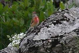 Common Linnet