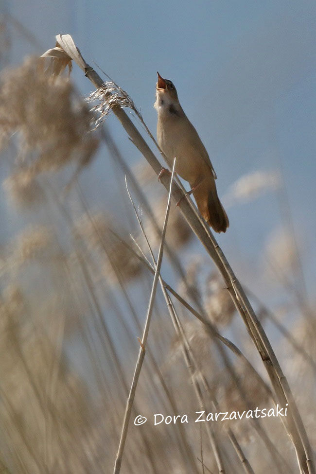 Savi's Warbler