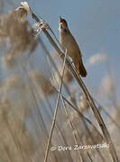 Savi's Warbler