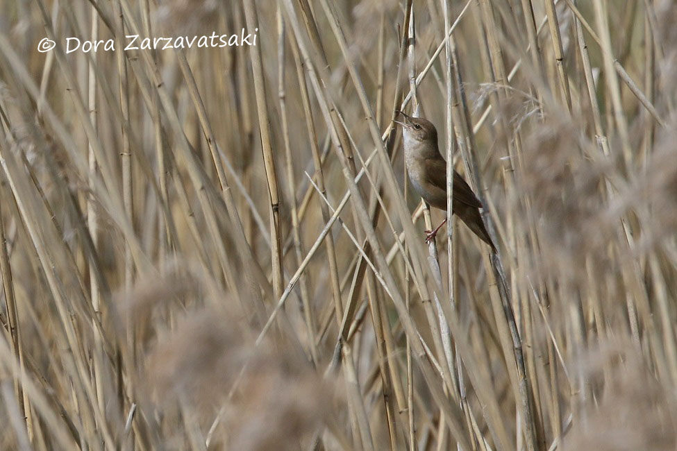 Savi's Warbler