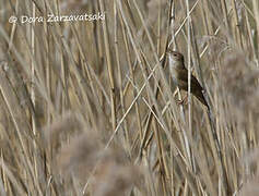 Savi's Warbler