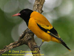 Black-hooded Oriole