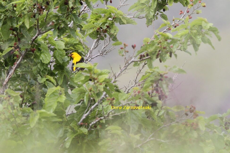 Eurasian Golden Oriole