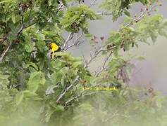 Eurasian Golden Oriole