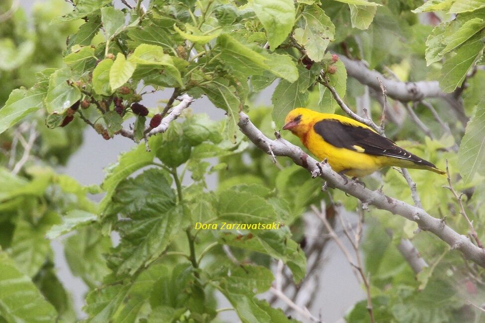 Eurasian Golden Oriole