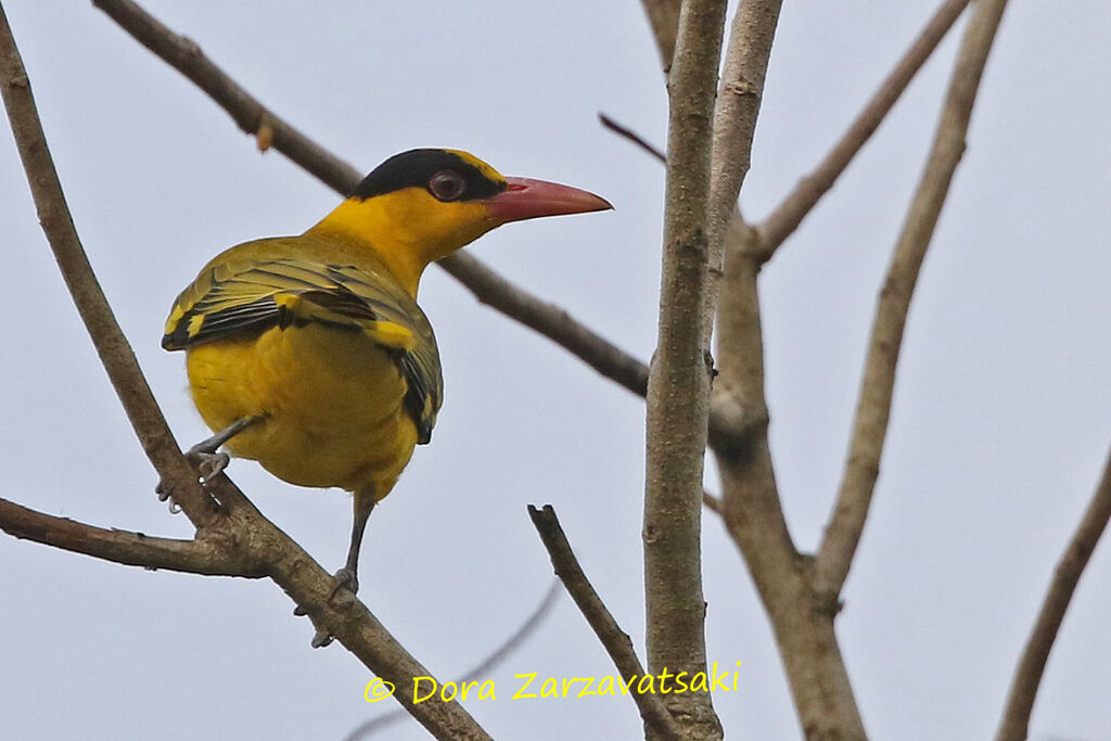 Loriot de Chine mâle adulte, identification