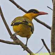 Black-naped Oriole