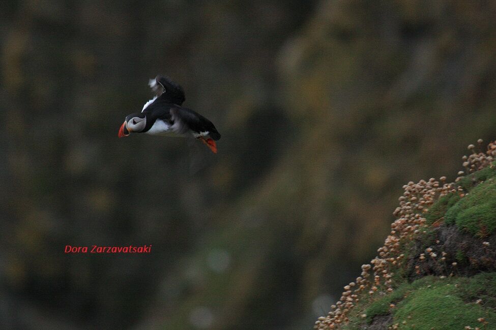 Atlantic Puffin