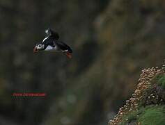 Atlantic Puffin