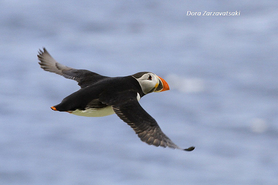 Atlantic Puffin