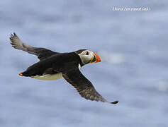 Atlantic Puffin