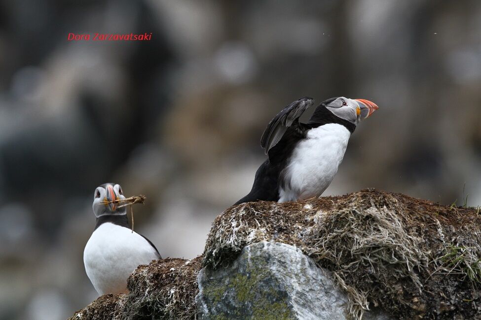 Atlantic Puffin