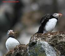 Atlantic Puffin