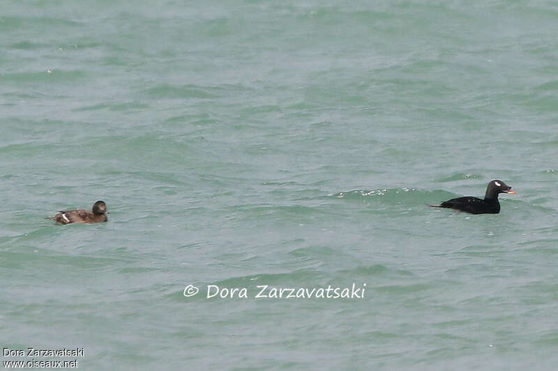 White-winged Scoter male adult, swimming