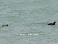 White-winged Scoter