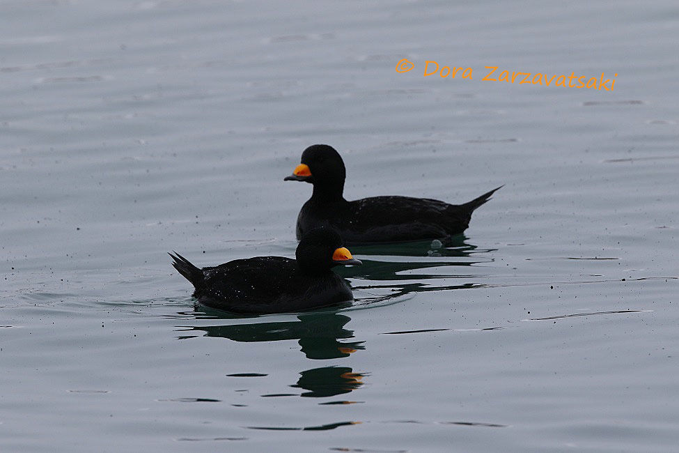 Black Scoter