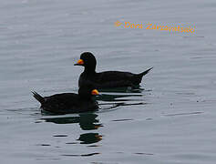 Black Scoter