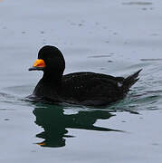 Black Scoter