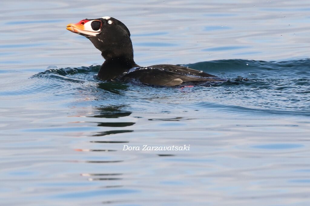 Macreuse à front blancadulte, identification, composition, nage