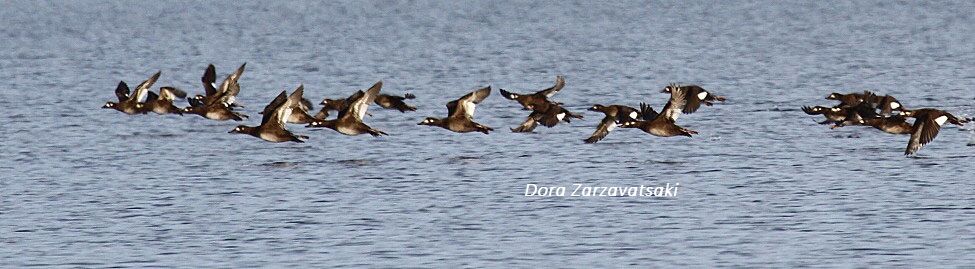 Velvet Scoter