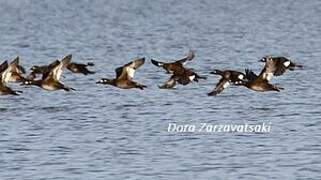 Velvet Scoter