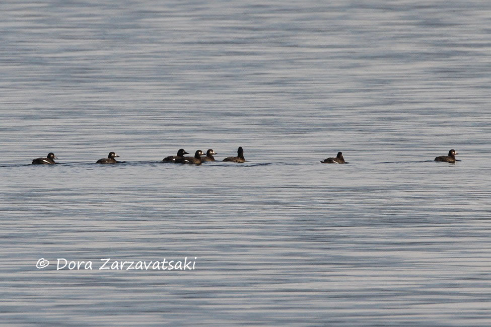 Velvet Scoter