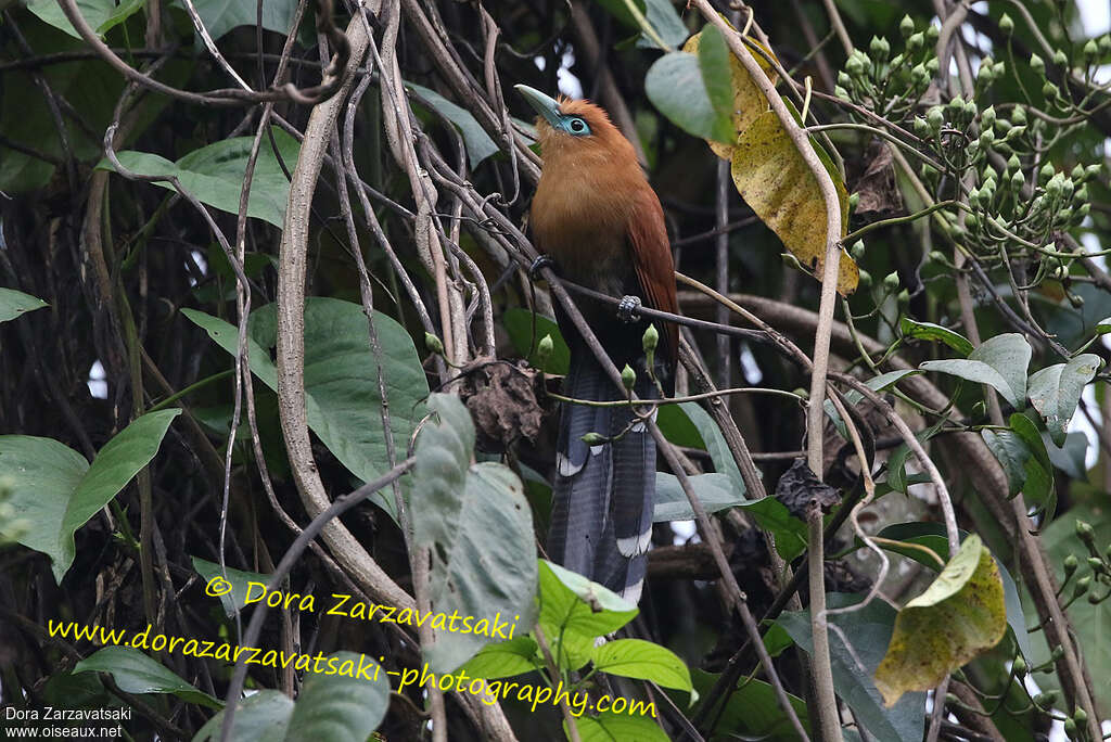 Raffles's Malkoha male adult, identification