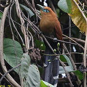 Raffles's Malkoha