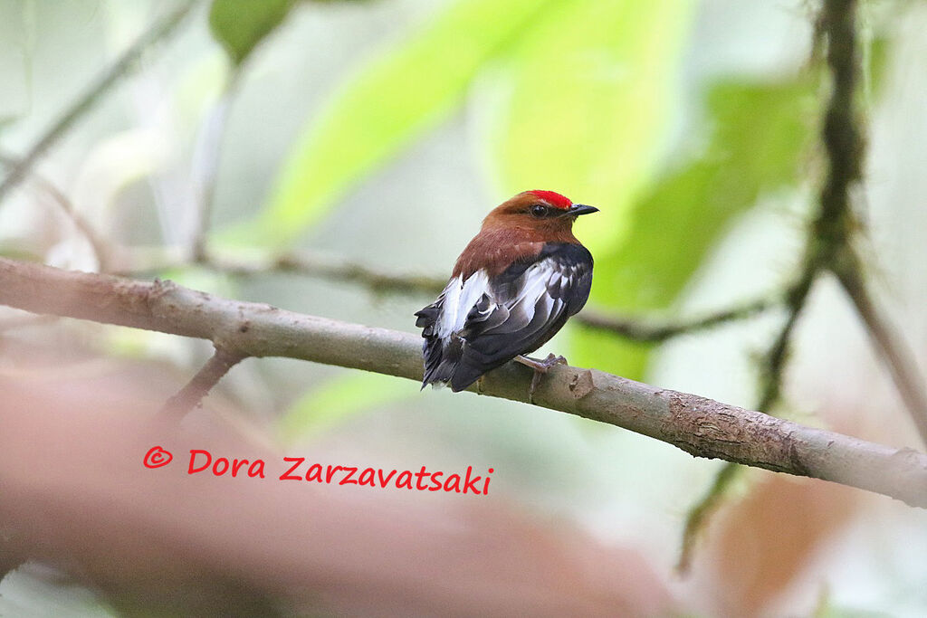 Club-winged Manakin male adult, identification